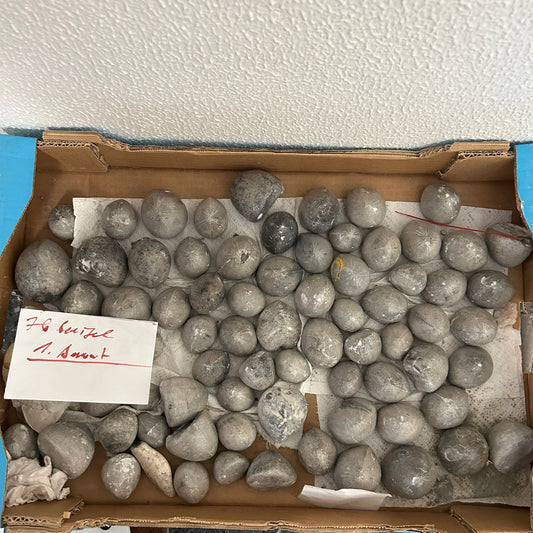 76 petrified sea urchins from Höver, Hanover 🇩🇪