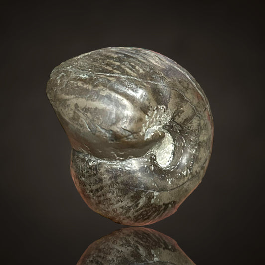 Nautilus, Ammonit - Helmstedt, Deutschland