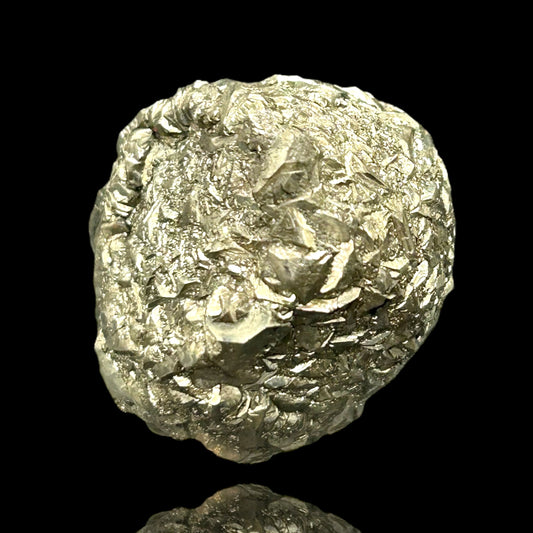 Pyritized Fossil - Hamelspringe, Germany