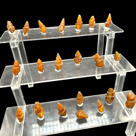 21 agatized Turitella - Westsahara