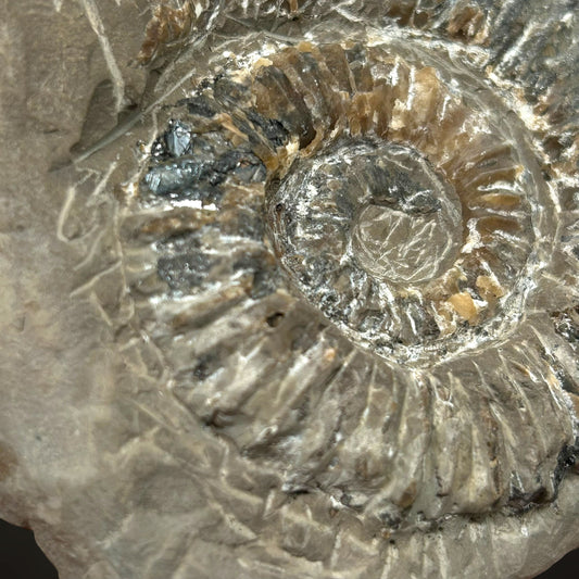 Ammonite, Sphalerite - Haste, Hanover, Germany