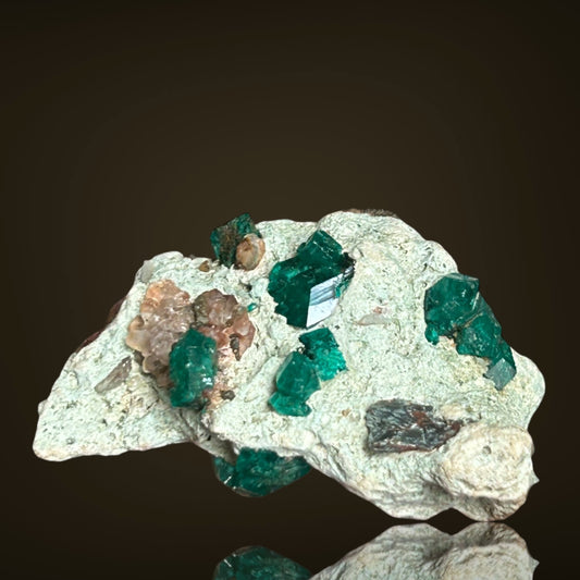 Dioptas/e - Kaokoveld, Namibia