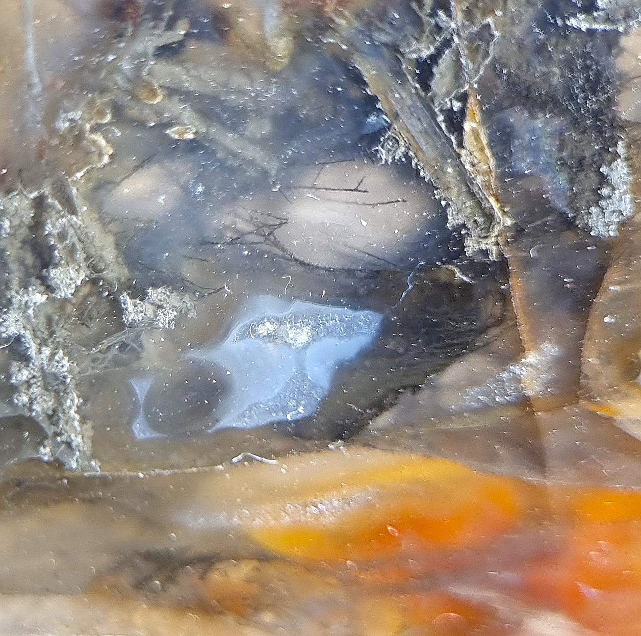 Native Arsenic, Realgar & Orpiment in Agate - Trent, Oregon