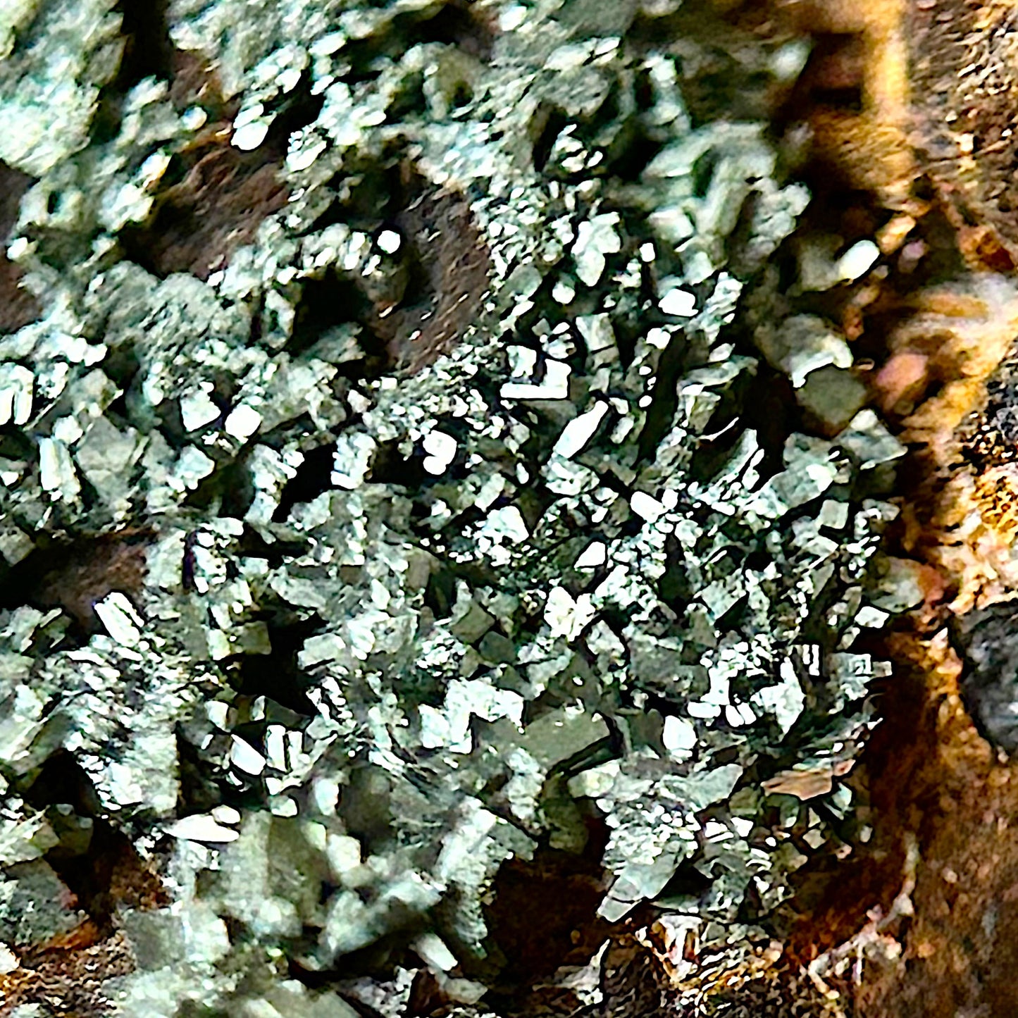 Ramsdellite, Limonite - Bad Grund, Harz