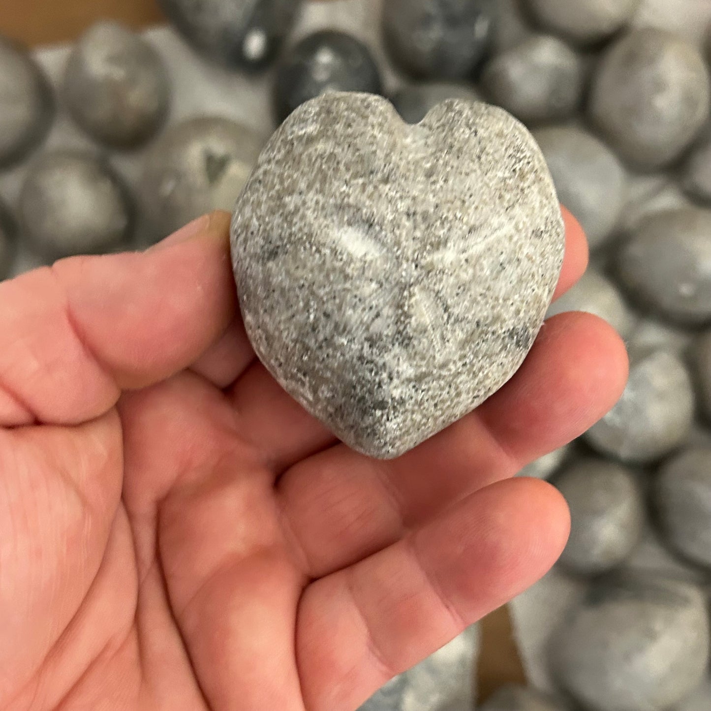 76 versteinerte Seeigel aus Höver, Hannover 🇩🇪