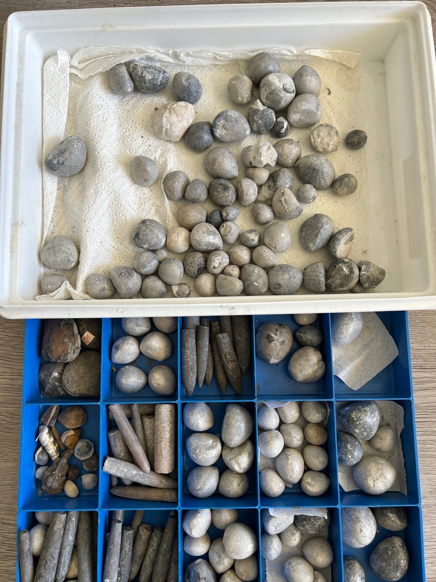 130 sea urchins „micraster“ and more - Höver, Hannover