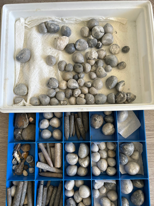 130 sea urchins „micraster“ and more - Höver, Hannover