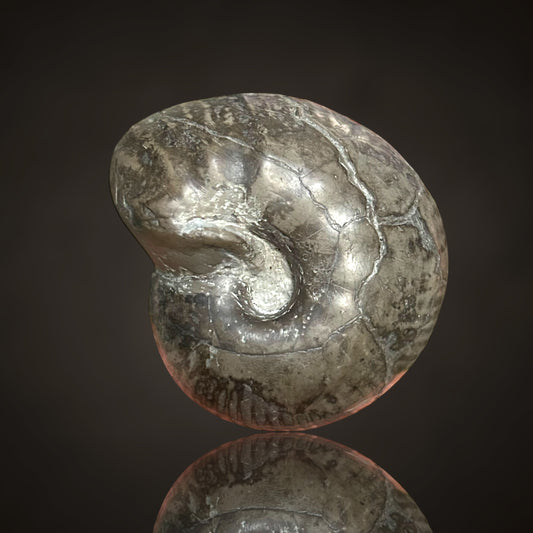 Nautilus, Ammonit - Helmstedt, Deutschland