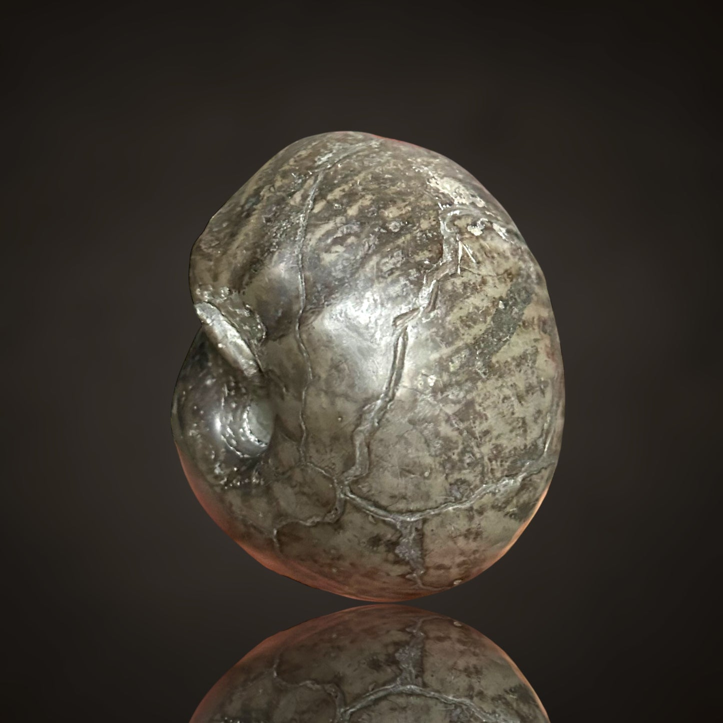Nautilus, Ammonit - Helmstedt, Deutschland