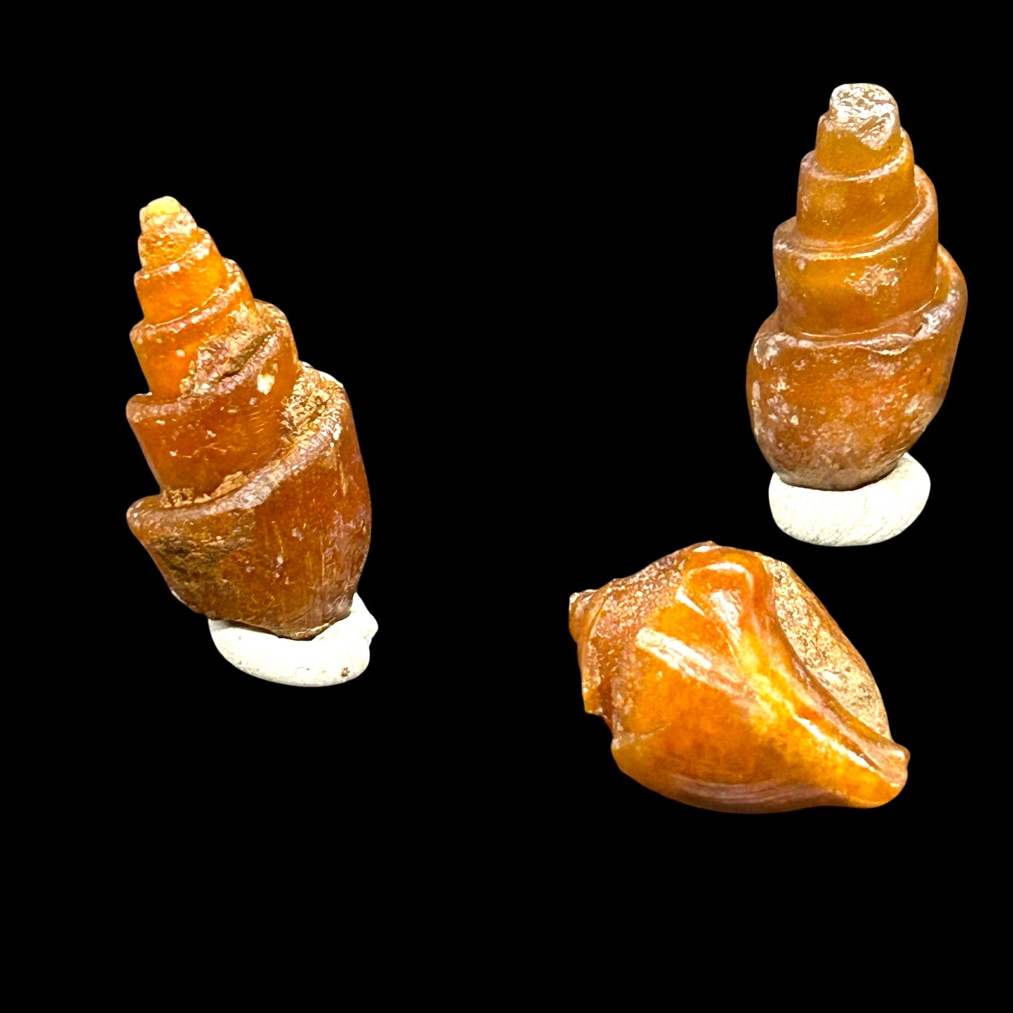 21 achatisierte Turitella - Westsahara